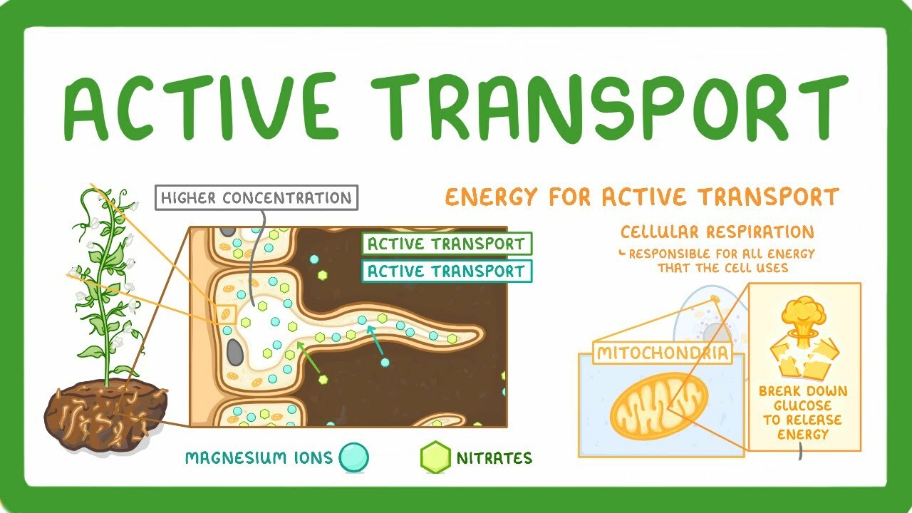 GCSE Biology - Active Transport #9